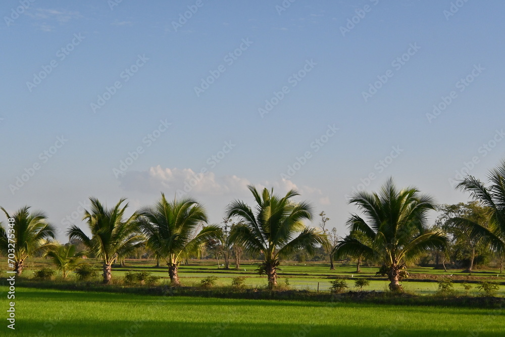 Straight rows of trees in the rice fields Straight rows of trees in the rice fields