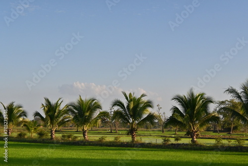 Straight rows of trees in the rice fields
