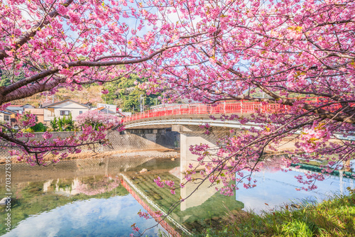 春の河津町　満開の河津桜と河津川に架かるやかた橋【静岡県】　
Kawazu cherry blossoms blooming in Kawazu Town, a famous cherry blossom spot in Shizuoka - Japan photo