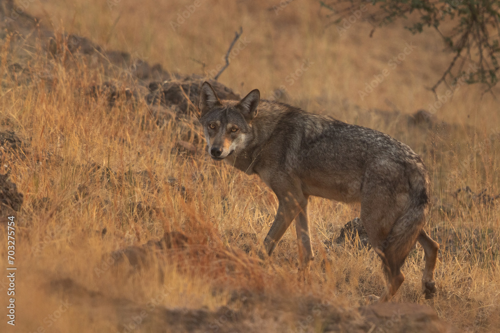 Obraz premium Gray wolf at Bhigwan grassland, India