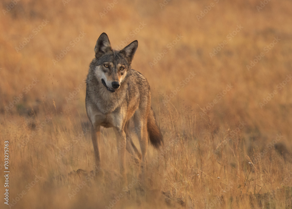 Portrait of a Indian wolf in its habitat at Bhigwan grassland, India Portrait of a Indian wolf in its habitat at Bhigwan grassland, India
