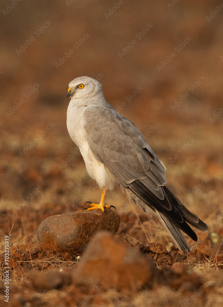 Fototapeta premium Pallid harrier perched on rock at Bhigwan bird sanctuary, Maharashtra