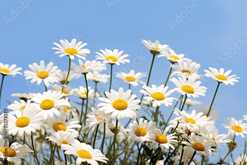 A bunch of white and yellow flowers against a blue sky.