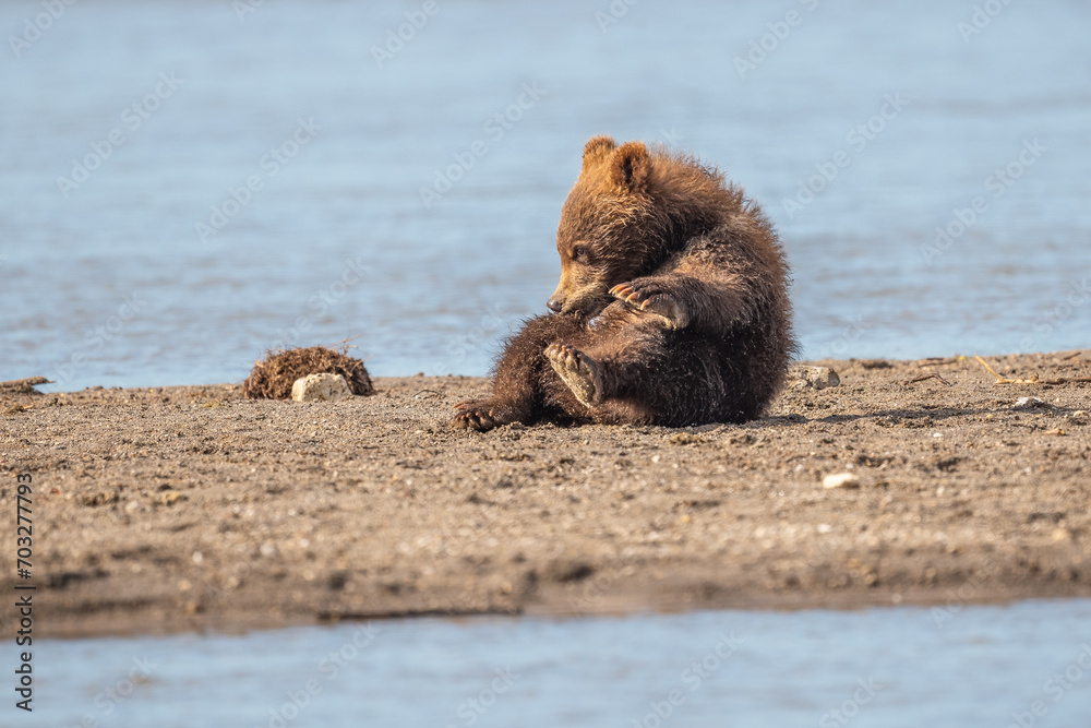 Obraz premium Ruling the landscape, brown bears of Kamchatka (Ursus arctos beringianus)