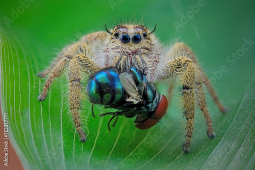 jumping spider with prey