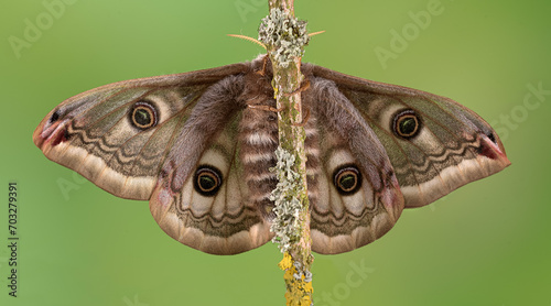 Foto Kleines nachtpfauenauge (saturnia pavonia), weiblicher Falter, frisch geschlüpf