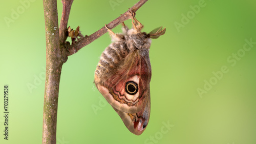  Kleines nachtpfauenauge (saturnia pavonia), männlicher Falter, frisch geschlüpft