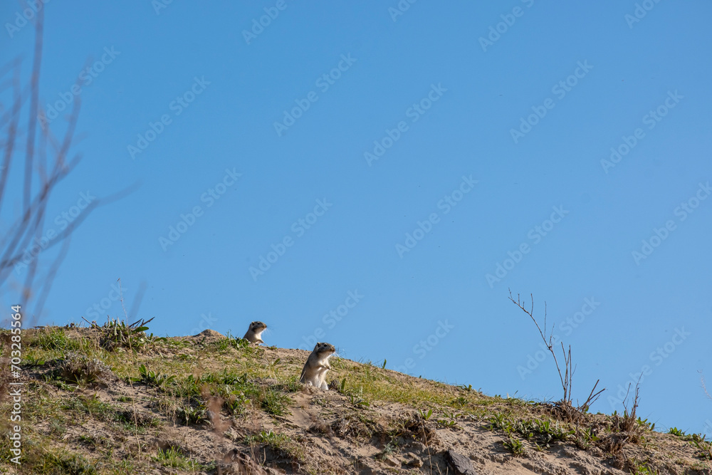 Portrait of a gopher against the sky. The gopher looks into the distance. Portrait of a gopher against the sky. The gopher looks into the distance.