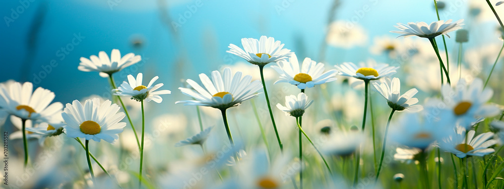 chamomile flowers on the field. Selective focus.