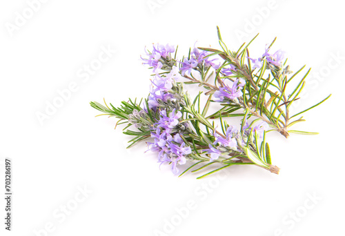 Rosemary sprig flowering isolated on white background. Aromatic evergreen shrub