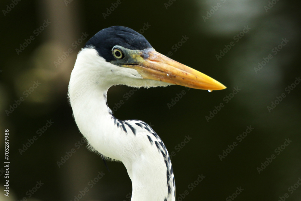Garça Real Europeia na lagoa de Guaratiba - Maricá - RJ Garça Real Europeia na lagoa de Guaratiba - Maricá - RJ