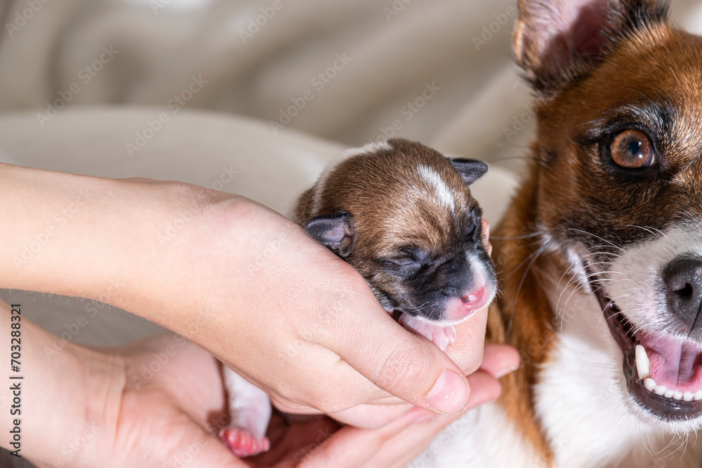 A small newborn Jack Russell terrier puppy in his hand. A little puppy who didn't open his eyes. Puppy and mom. A small newborn Jack Russell terrier puppy in his hand. A little puppy who didn't open his eyes. Puppy and mom.