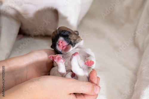 A small newborn Jack Russell terrier puppy in his hand. A little puppy who didn't open his eyes. Puppy and mom.