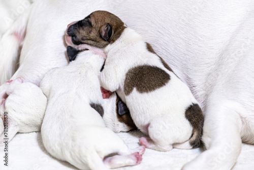 Small newborn Jack Russell Terrier puppies . A little puppy who didn't open his eyes. Puppy and mom. © Сергей Дудиков