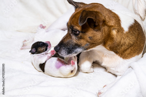 Mom's dog is lying next to her newborn puppy. © Сергей Дудиков