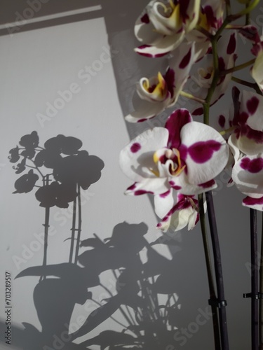 La vida con plantas 
