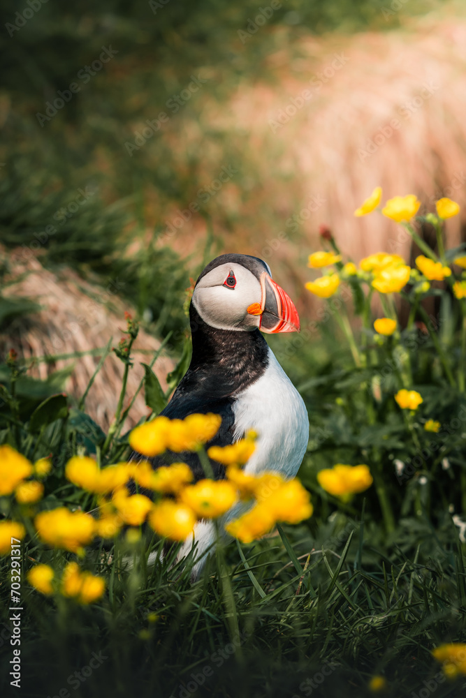 Naklejka premium Puffin