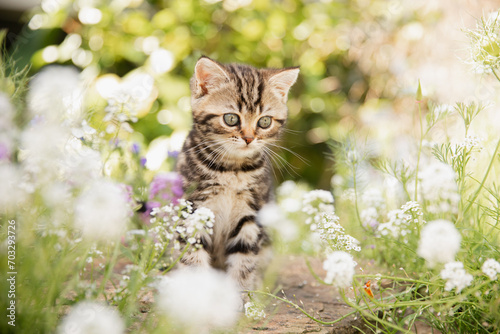 Katze im Frühling: Kleine getigerte Hauskatze erkundet den Garten und spielt  im sonnigen Blumenbeet. © Jana Weichelt