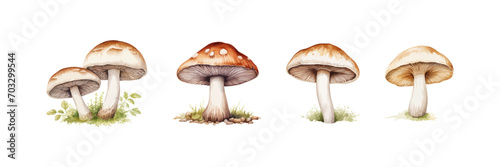 Champignon watercolor. Mushroom. Vector illustration design.