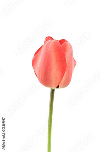 dettaglio  primo piano di fiore di tulipano rosso arancio su sfondo trasparente photo