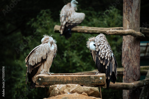 Himalayan vultures