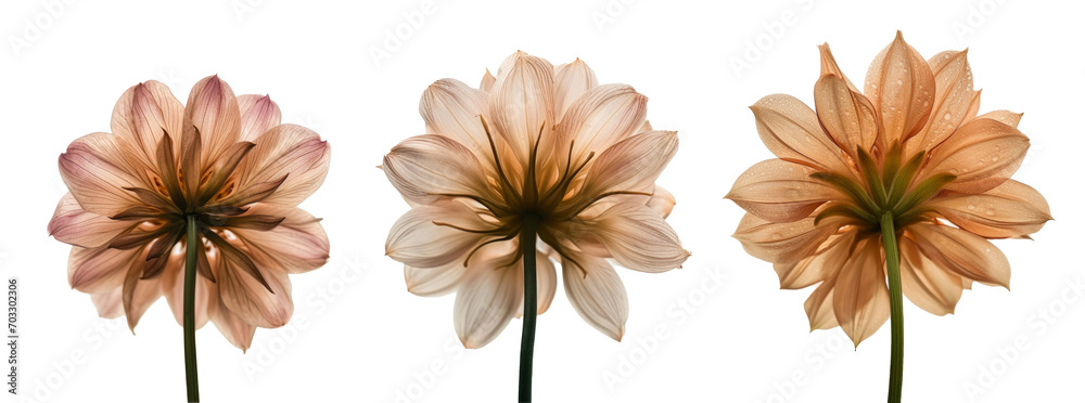a flower with petals that say white background