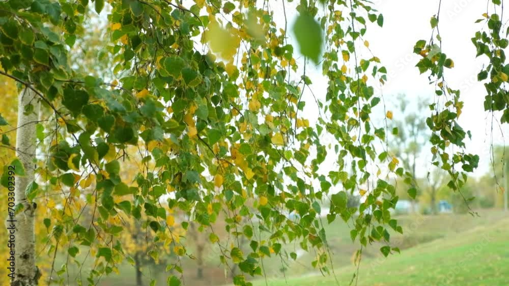 Yellowing birch leaves in the wind in autumn close-up. Colors of autumn Yellowing birch leaves in the wind in autumn close-up. Colors of autumn
