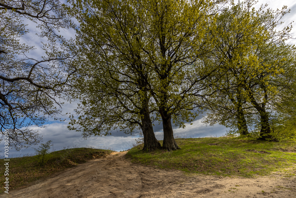 rural road in the foreground. spring landscape with trees with young greenery against a blue sky with clouds rural road in the foreground. spring landscape with trees with young greenery against a blue sky with clouds