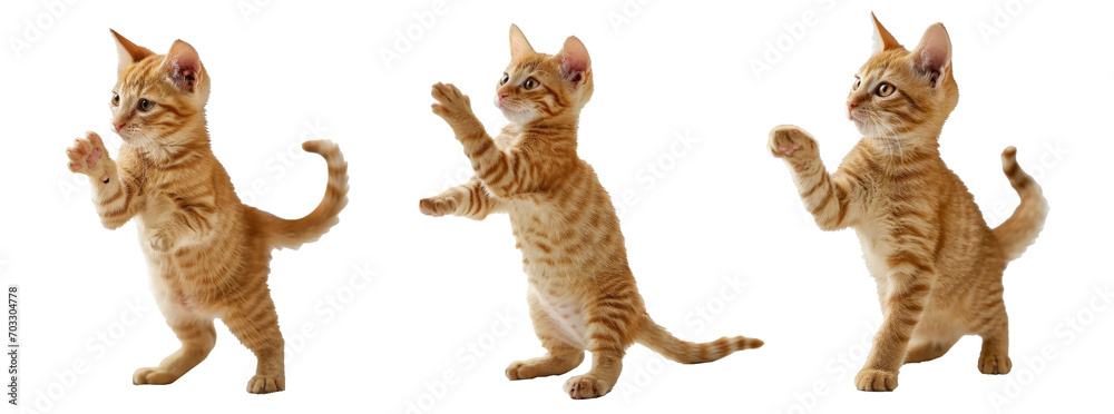 Fototapeta premium frisky orange kitten standing side playing