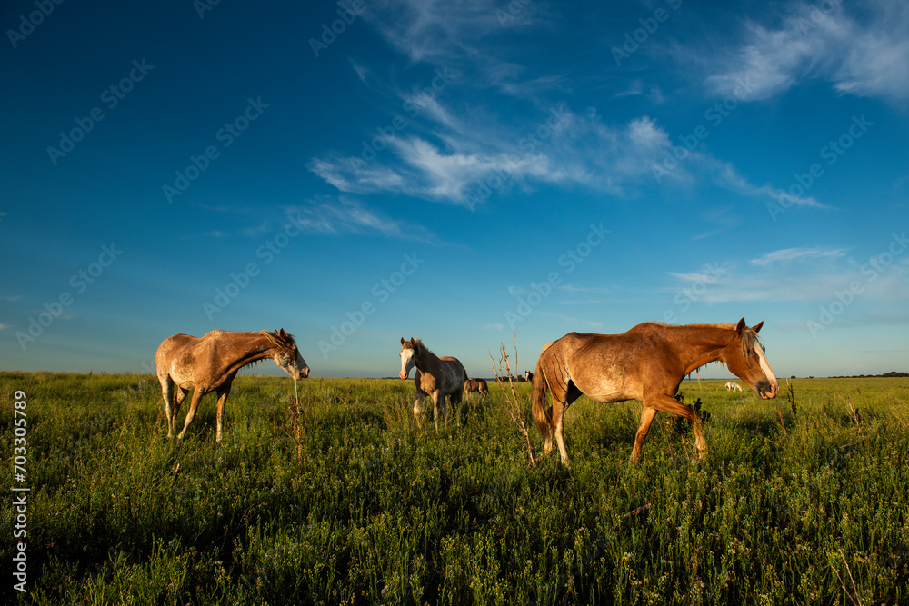 Horses in the Argentine coutryside, La Pampa province, Patagonia,  Argentina.