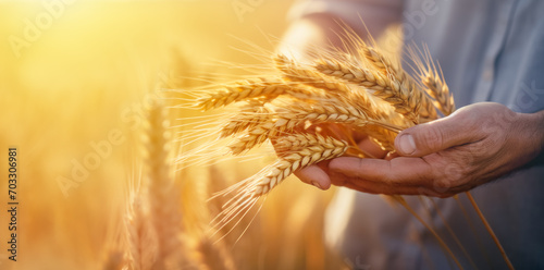 men's hands hold ripe wheat spikelets, a place for text photo