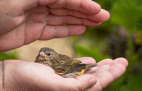 Bird in hand receiving Reiki. © JCLobo