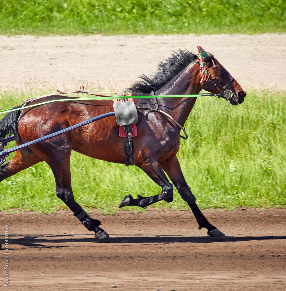 beautiful horse running along a hippodrome beautiful horse running along a hippodrome