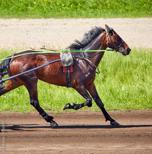 beautiful horse running along a hippodrome © Vadim Hnidash