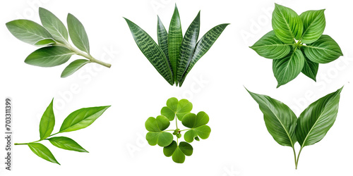 Natural of Tropical green leaves of leaf isolated on transparent png background  varies different of plant botanical.