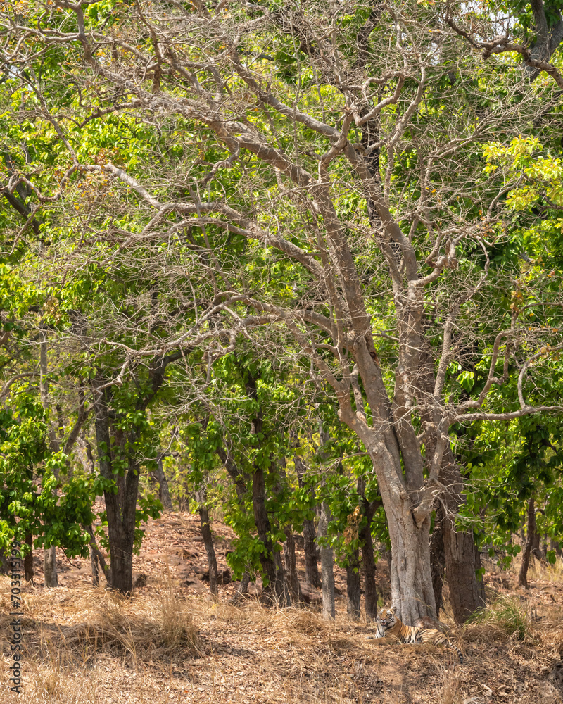 wild male bengal tiger or panthera tigris habitat resting under shades of sal trees in extremely hot day in summer season safari at bandhavgarh national park tiger reserve forest madhya pradesh india