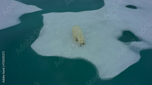 Polar bear on ice floe. Thawing with frozen green water around. Top down close up view. Adult polar bear is looking up.