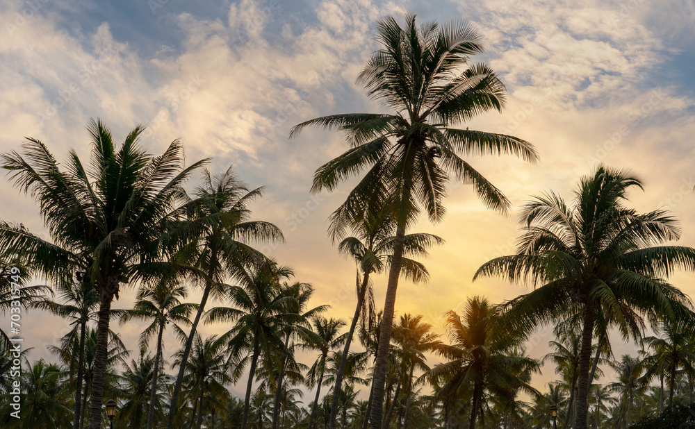 Coconut palm trees, beautiful tropical background