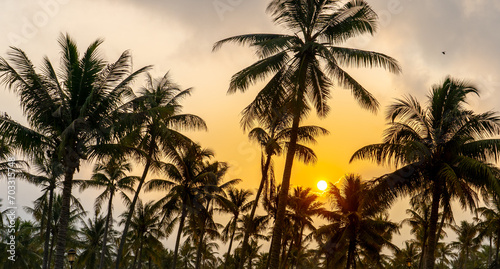 Coconut palm trees, beautiful tropical background photo