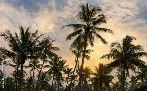 Coconut palm trees  beautiful tropical background