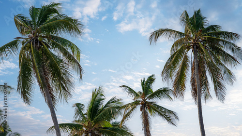 Coconut palm trees  beautiful tropical background