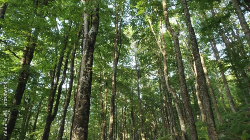 Slow flying through beautiful green forest Slow flying through beautiful green forest