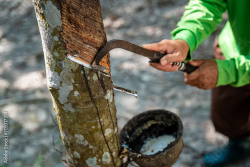 Close up hand of a rubber farmer is tapping rubber sap from many rubber trees. photo