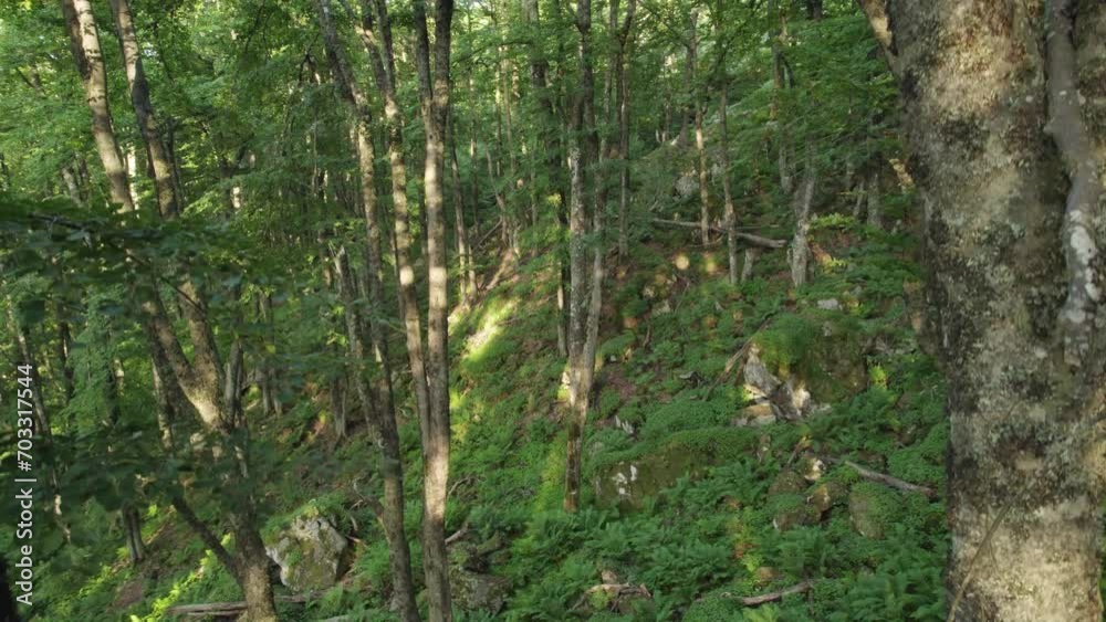 Slow flying through beautiful green forest