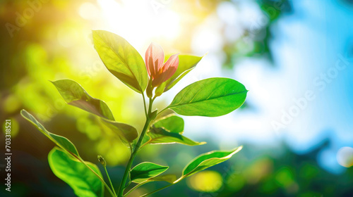 Colorful Bokeh Delight: Nature's Vibrant Sunlit Patterns