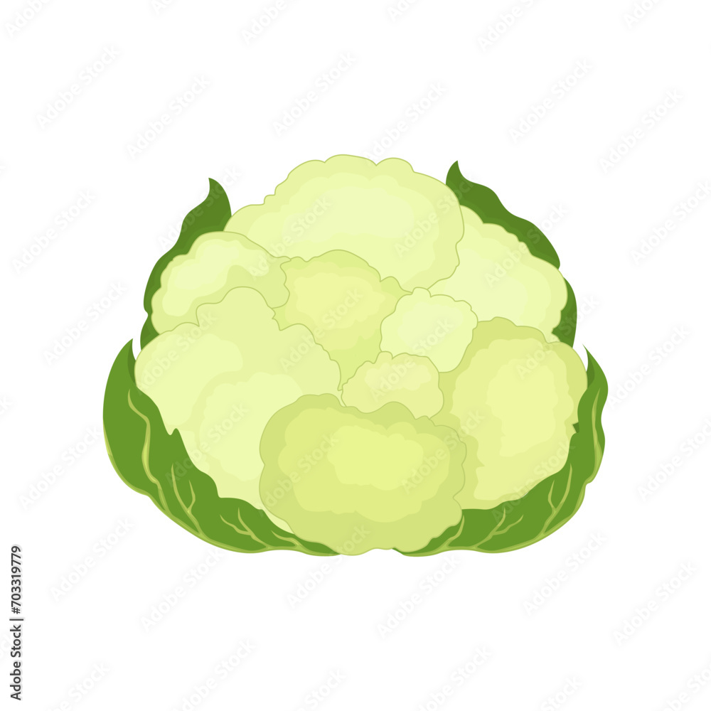 Cauliflower isolated on a white background. Delicious ripe cauliflower whole and pieces. Flat style, cartoon design Cauliflower isolated on a white background. Delicious ripe cauliflower whole and pieces. Flat style, cartoon design