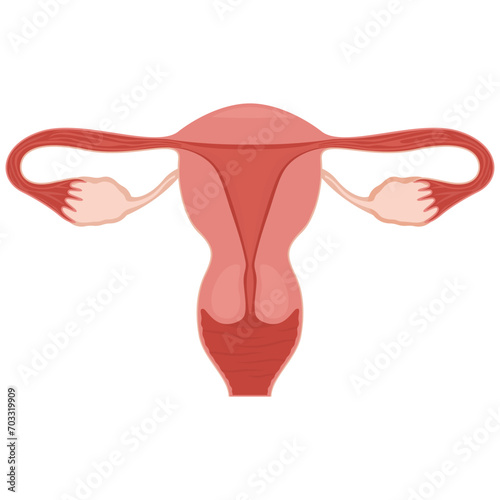 Uterus. Women Health. Female reproductive system, cycle. Human anatomy. Diagram of the location of the organs of the uterus, cervix, ovaries, fallopian tubes. Vector illustration in flat style. photo