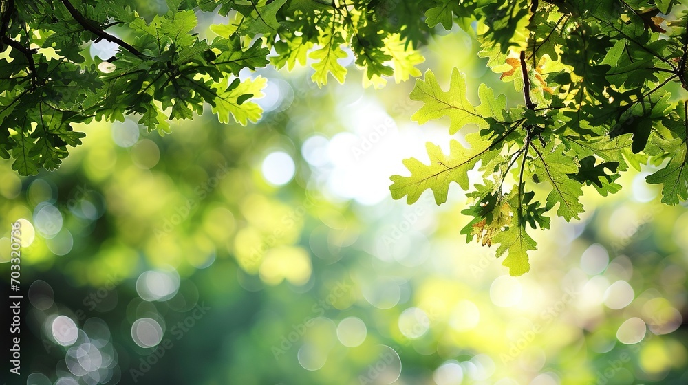 Frame of fresh green oak leaves isolated on blurred sunny background. Copy space. Frame of fresh green oak leaves isolated on blurred sunny background. Copy space.