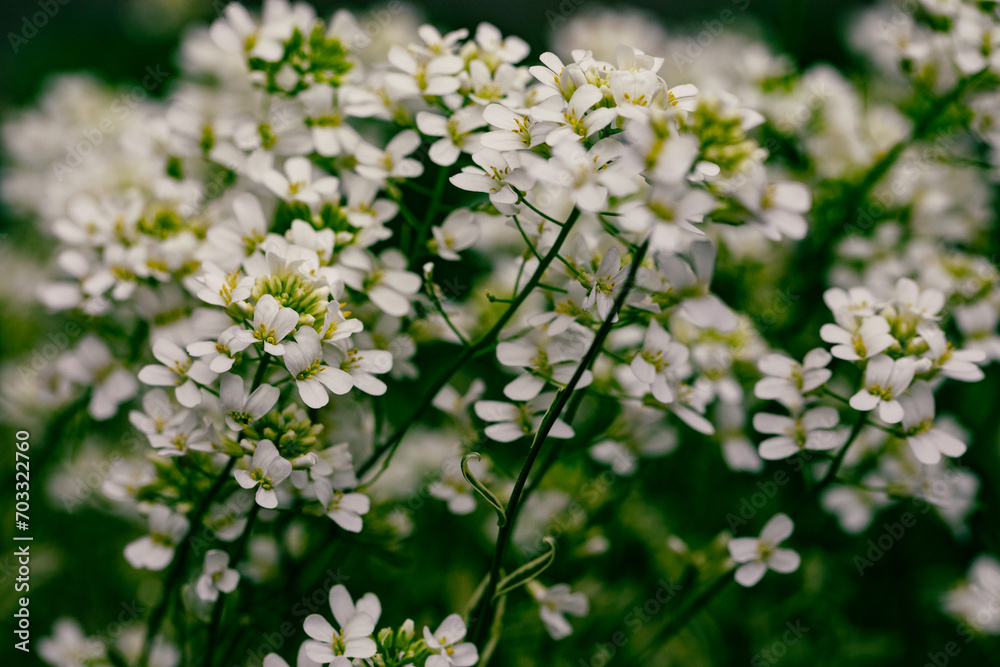 Sweet Alyssum Flower, Lobularia maritima Sweet Alyssum Flower, Lobularia maritima