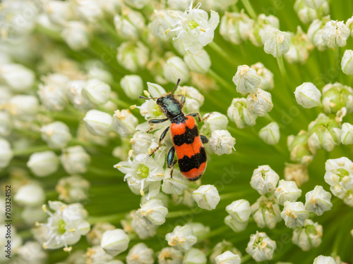 A checkered beetle sitting on a umbellifer photo